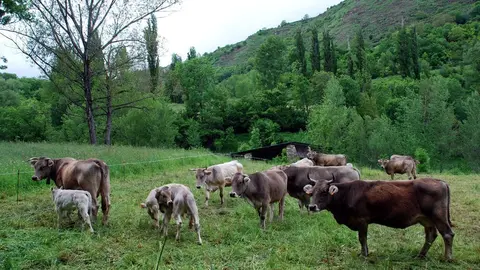 Un ramat de vaques en una finca del Pallars Sobirà