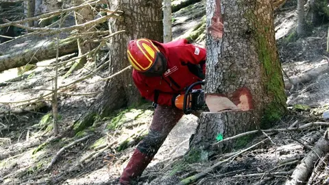 Forestal motoserra