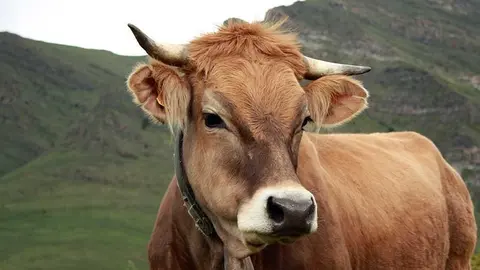 Vaca:Gerard Castellarnau 2