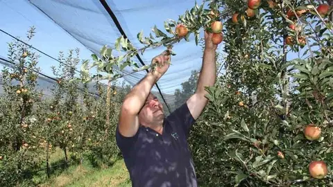 Pla mig d'un dels responsables de Mas Cal Gint&radic;&ge;, Jordi Pont, collint les primeres pomes de muntanya de la temporada a Mosoll, al terme de Das (Cerdanya), el 24 de setembre de 2018 (Horitzontal).