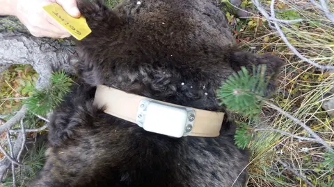 Collar Goiat