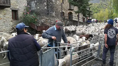Un ramat d'ovelles arribant al poble despr&radic;&copy;s de passar l'estiu a la muntanya. (horitzontal)