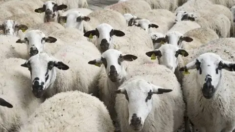 Ovella Xisqueta 2
