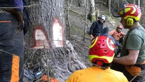 Especialista forestal