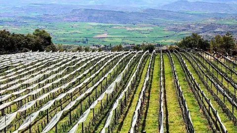 Vinya del Pallars 2