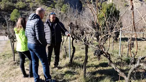 Vinyes Sauvella del Pallars &copy;Viurealspirineus