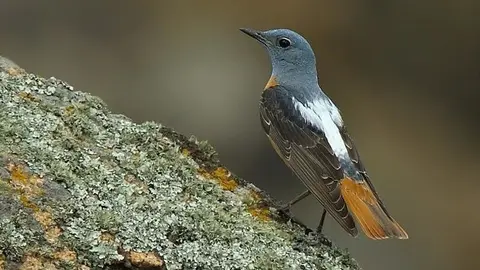 Ocells de muntanya