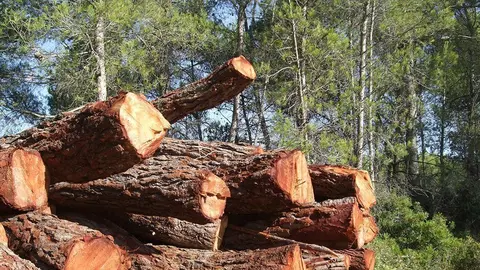 Boscos i canvi climàtic