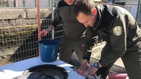 Cavilats