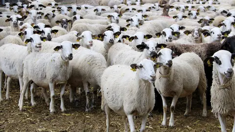 Un ramat d'ovelles d'una explotaci&radic;&ge; ramadera de Sant Esteve de la Sarga, al Pallars Juss&radic;&dagger;, el 19 de mar&radic;&szlig; del 2019. (horitzontal)