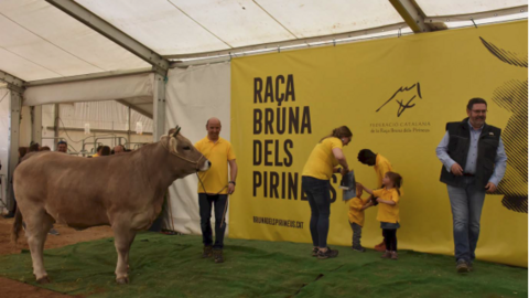 Raça Bruna dels Pirineus