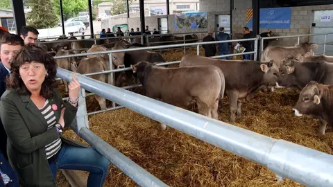 Vaca Bruna