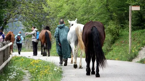 Imatge d'esquena dels participants a la transhum..ncia envoltats de cavalls i fent cam... (Horitzontal)