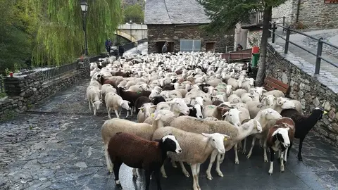 Un ramat d'ovelles arribant al poble despr..s de passa l'estiu a la muntanya. (horitzontal)