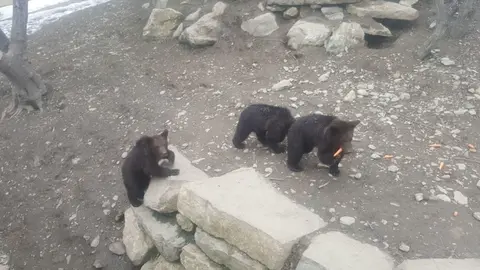 Tres exemplars d'ossos a Aran Park, a Boss&ograve;st, aquest mes de juny. (horitzontal)