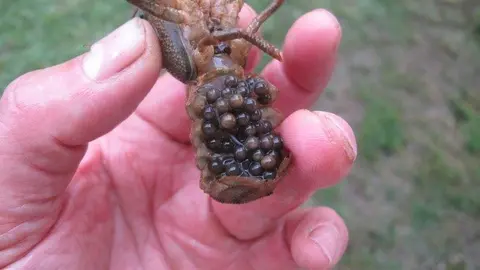 Un exemplar de cranc de riu femella amb nombrosos ous, al Parc Zool&ograve;gic de la Conca, a Tremp. (Horitzontal)