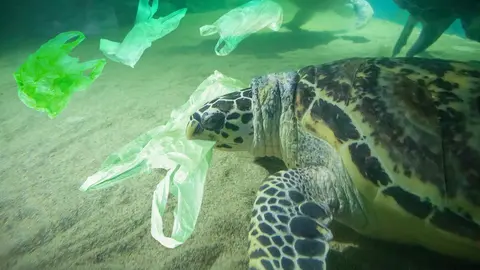 Sea Turtle eat plastic bag ocean pollution concept