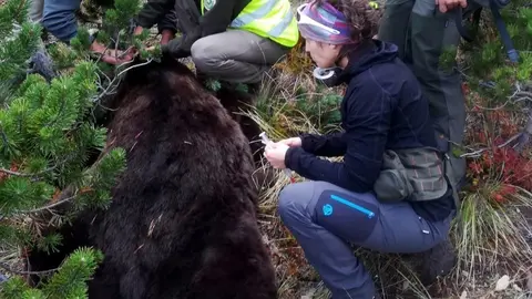 Pla mitj&agrave; on es pot veure el moment del canvi de les bateries del collar de l'os Goiat, a Naut Aran, el 16 d'octubre de 2018. (Horitzontal)