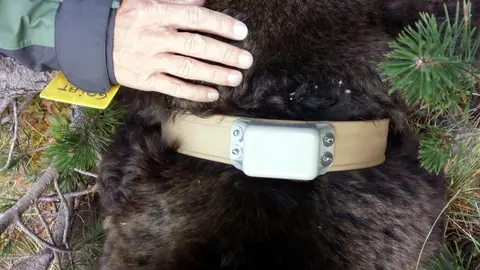 Pla tancat on es pot veure el collar localitzador que porta l'os Goiat, el 16 d'octubre de 2018. (Horitzontal)