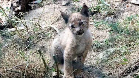 Pla general del cadell de linx que ha nascut a M&oacute;nNatura Pirineu. Imatge del 7 d'agost del 2019. (horitzontal)