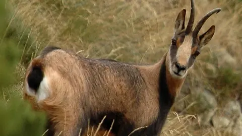 Isard Andorra