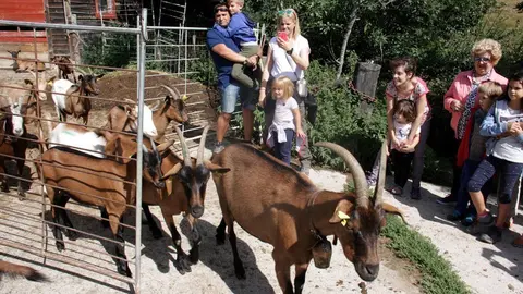 Pla general on es veu part del ramat de cabres de la Formatgeria de Montmel&radic;&int;s sortint a pasturar sota la mirada del p&radic;&int;blic assistent a les Visites a pag&radic;&reg;s de Cerdanya, el 21 d'agost de 2019 (Horitzontal).