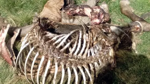 Primer pla de les restes de l'euga morta per un atac de l'os Cachou. Imatge del 16 de setembre del 2019. (horitzontal)