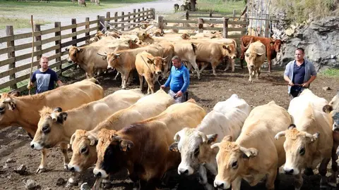 Tres ramaders triant les vaques per carregar al cami&oacute; despr&eacute;s d'haver baixat de la muntanya el 23 de setembre del 2019 a Llessui, al Pallars Sobir&agrave;. (horitzontal)