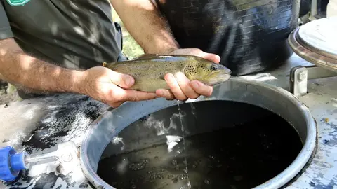 Primer pla d'una truita rescatada al canal de la central de la Pobla de Segur, al Pallars Juss&agrave;, el dia 24 de setembre del 2019. (horitzontal)