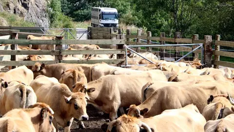 Un ramat de vaques esperant per ser carregades despr&eacute;s d'haver baixat de la muntanya el 23 de setembre del 2019 a Llessui, al Pallars Sobir&agrave;. (horitzontal)