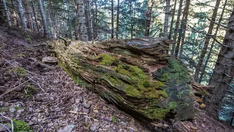 Pla general de l'h&agrave;bitat on viu l'esp&egrave;cie de molsa Buxbaumia aphylla, una planta protegida molt lligada a la conservaci&oacute; dels boscos madurs i fusta morta. (horitzontal)