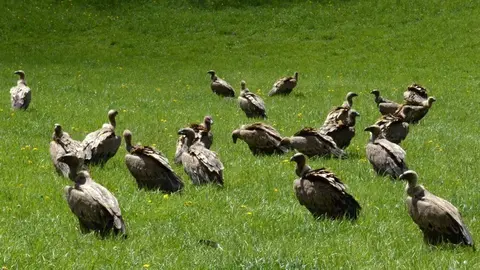 Un grup de voltors en un prat del Pallars Sobir&agrave;. Foto d'arxiu. (horitzontal)