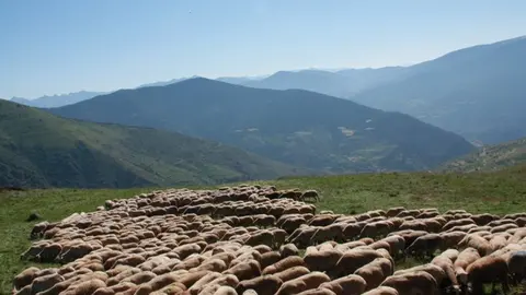 ramat_pirineu_acn