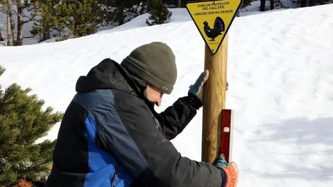 Un operari col&middot;locant un r&egrave;tol de zona de protecci&oacute; de gall fer a l'estaci&oacute; d'esqu&iacute; de Port Ain&eacute; el 18 de desembre del 2019. (horitzontal)