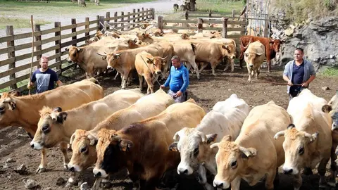 Tres ramaders triant les vaques per carregar al cami&radic;&ge; despr&radic;&copy;s d'haver baixat de la muntanya el 23 de setembre del 2019 a Llessui, al Pallars Sobir&radic;&dagger;. (horitzontal)