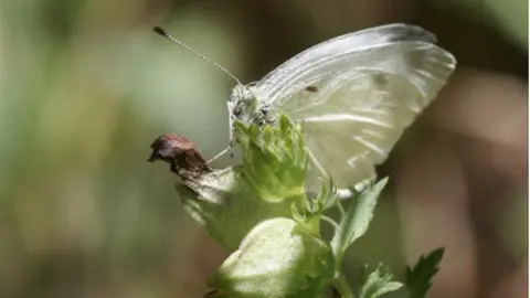 Exemplar mascle adult de Pieris ergane. (horitzontal)