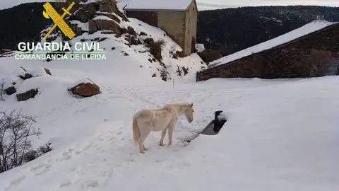Un dels cavalls, a&radic;&Oslash;llat, en una zona de pastures coberta de neu. Imatge del 26 de febrer de 2020. (Horitzontal)