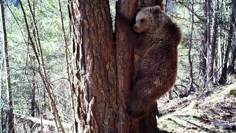 Imatge d'un os detectat durant el 2018 als Pirineus, enfilat a un arbre. (Horitzontal)