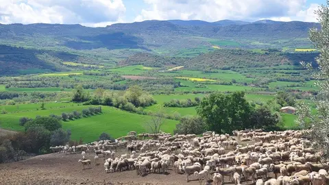 Un ramat d'ovelles pasturant, en una imatge d'arxiu. (Horitzontal)