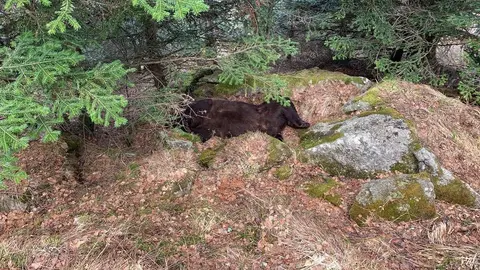 Pla de detall del lloc on s'ha trobat mort l'os Cachou, a la zona de Soberpera que pertany al municipi de Les (Val d'Aran). Imatge facilitada pel Conselh Generau d'Aran el 9 d'abril de 2020 (Horitzontal).