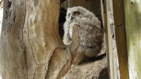 Imatge d'una cria de duc al centre de fauna M&oacute;nNatura Pirineus