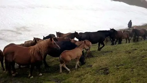 Ramat de cavalls