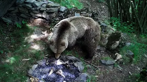 Fogar experimental alterat per l'acci&oacute; d'una ossa  al Parc Natural de l'Alt Pirineu el juny del 2019. (horitzontal) , Pallars Sobir&agrave; - Maite Arilla/IPHES
