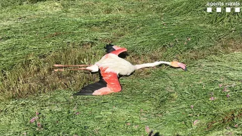 Flamenc a Vilamur
