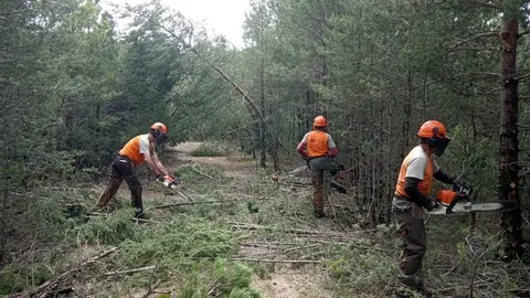 Tres operaris fent tasques de retirada d'arbres caiguts en una pista forestal de l'Alt Urgell. Imatge del 20 de juliol del 2020.(horitzontal)