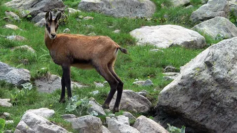 Un Isard a les muntanyes d'Andorra