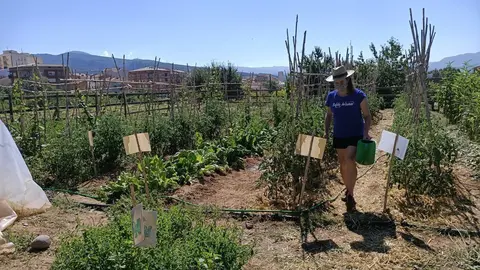 Una persona cultivant l'hort que Alba Juss&agrave; t&eacute; a Tremp. Imatge del 20 d'agost del 2020. (horitzontal)