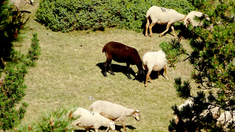 Ramat a Prat Cad&iacute;