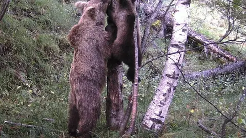 Pla de detall de la primera imatge de cria d'os de la temporada de la c&agrave;mera de fototrampeig situada a la Vall de Card&oacute;s (Pallars Sobir&agrave;), on es veu el cadell i la seva mare pujant a un arbre. Imatge del 4 de setembre de 2020 (Horitzontal).