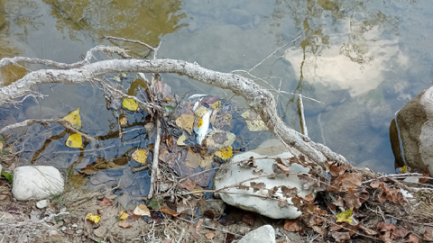 Peixos morts al riu de Sallent